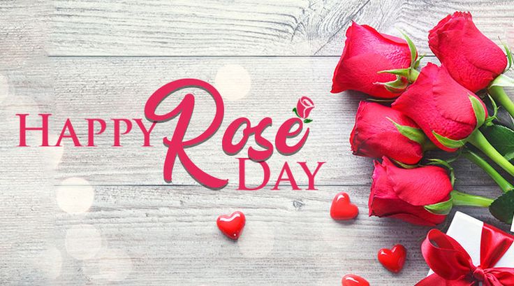 Rose day 2025: 40+ wishes,quotes and images share to your bf/gf